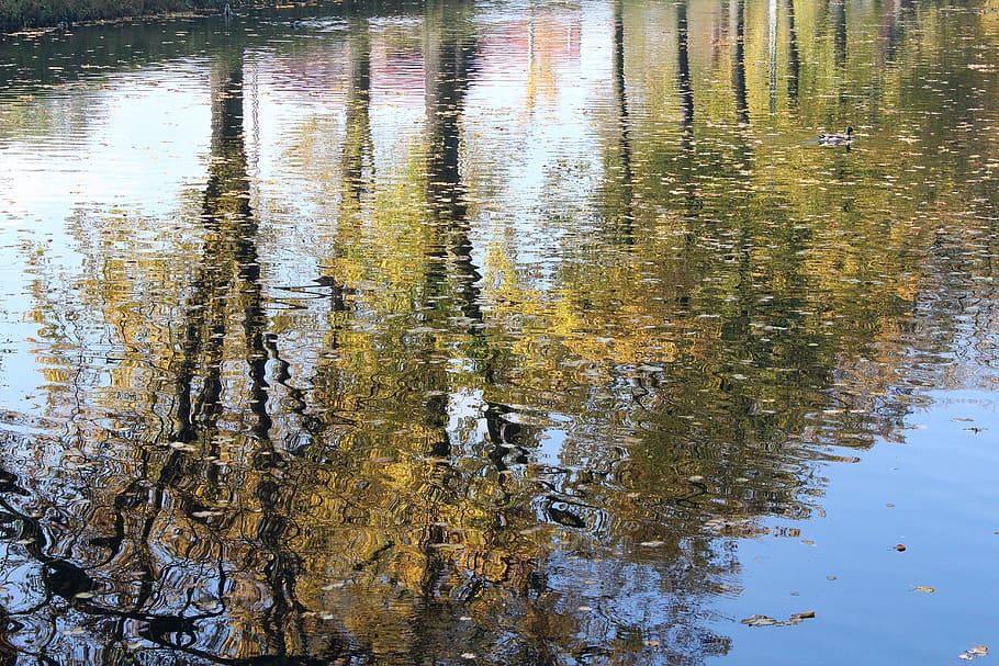 autumn tree, reflection, water, park, pond, nature, lake, waterfront HD wallpaper