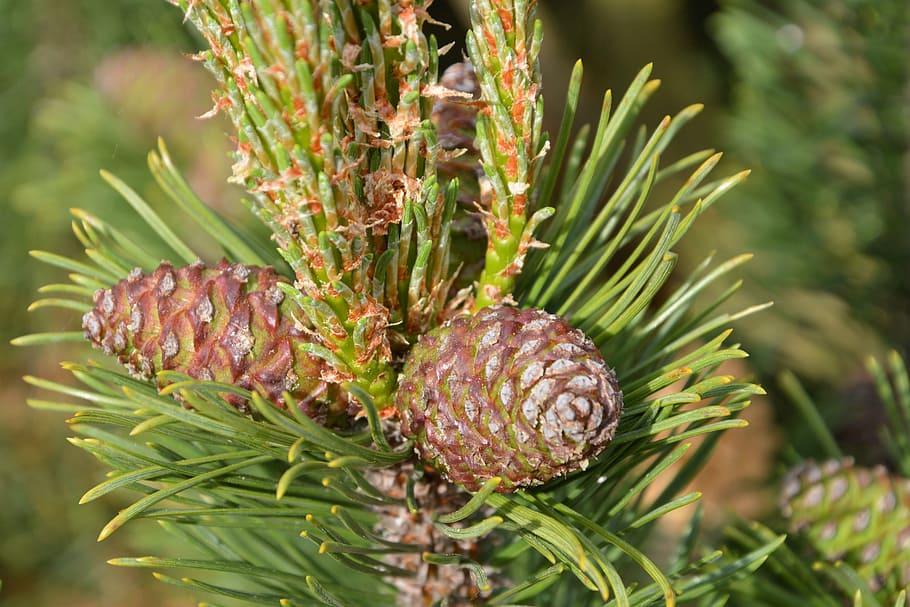 pine, pine cones, tap, pine branch, immergrüner tree, nature, HD wallpaper