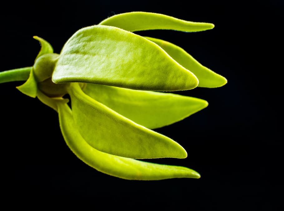 blossom, bloom, flower, green, close, nature, green Color, plant HD wallpaper