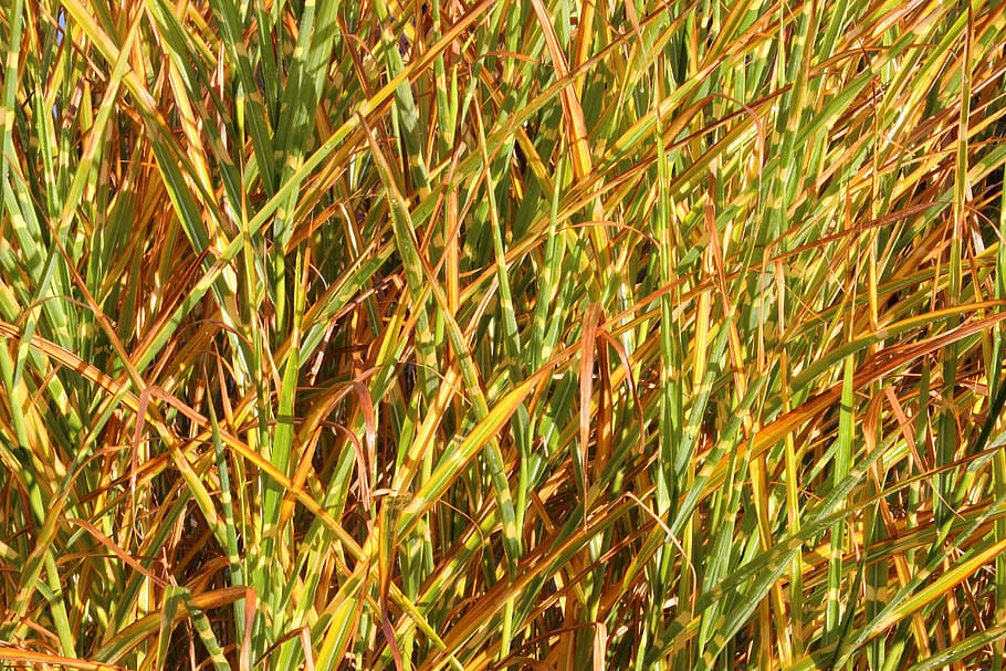 Grass, Background, Pattern, selloana, sunlight, colorful, growth HD wallpaper