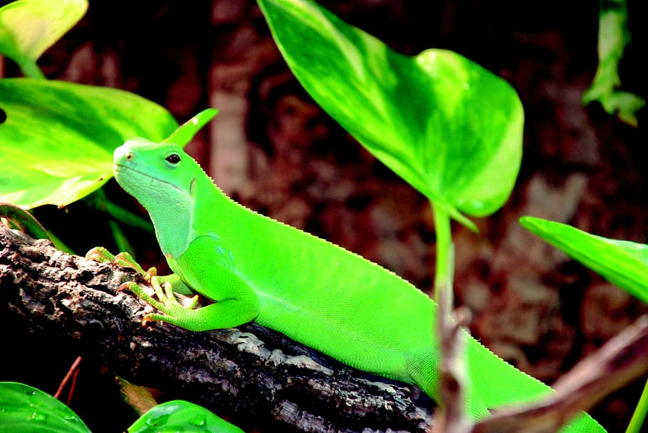 lizard, green, reptile, scale, kaltblut, creature, animal world HD wallpaper