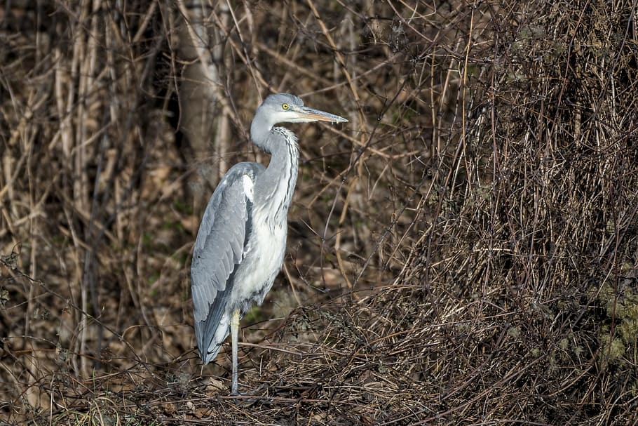 heron, grey heron, fish eater, bird, plumage, water, water bird HD wallpaper
