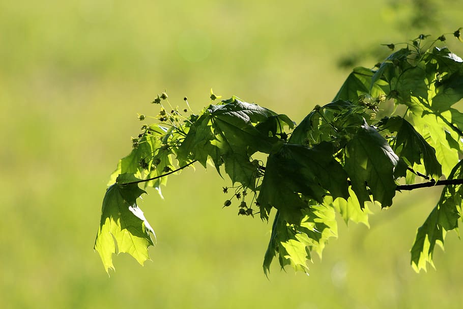 leaves, tree, light, green spring, hell, nature, maple, leaf HD wallpaper