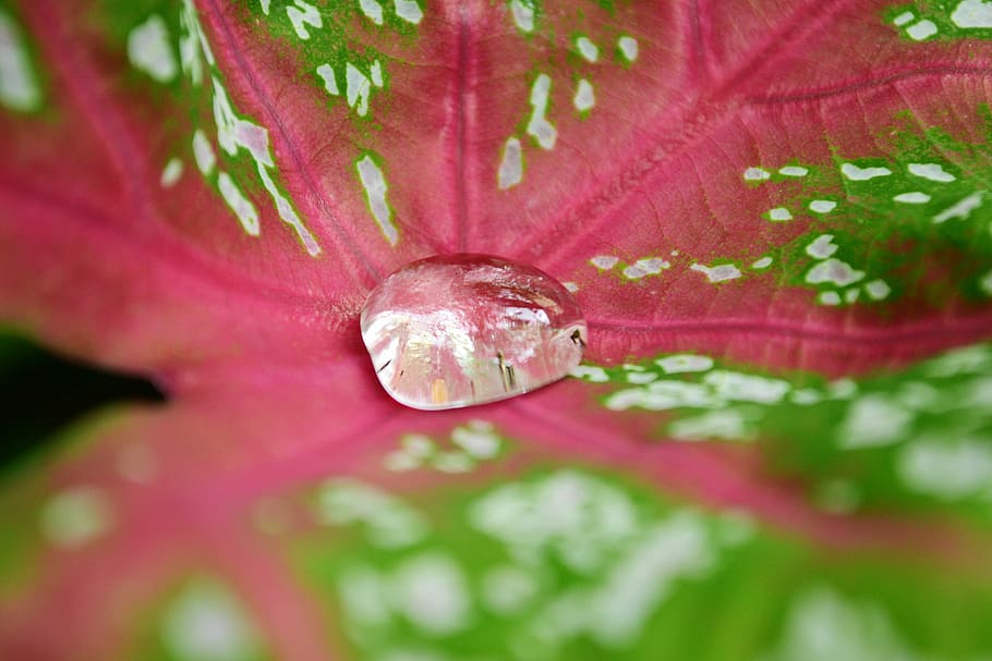 Rain Drop, Water Drop, Leaf, water on leaf, clear, pure, cool