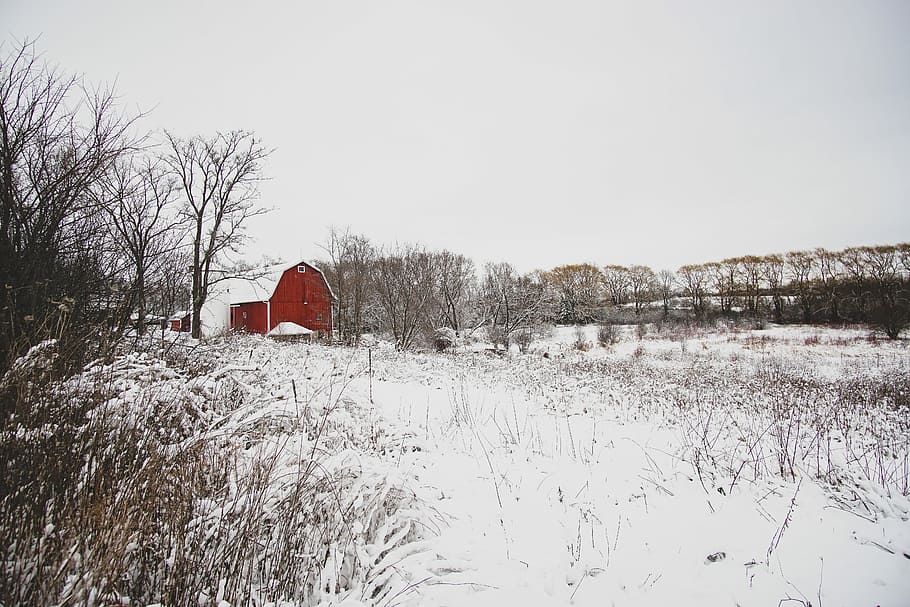 red house surrounded with snow and trees, red and white barn covered with snow HD wallpaper