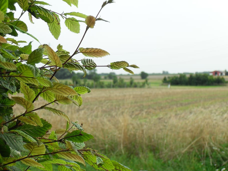 beech, view, mark, nature, agriculture, leaf, summer, rural Scene HD wallpaper
