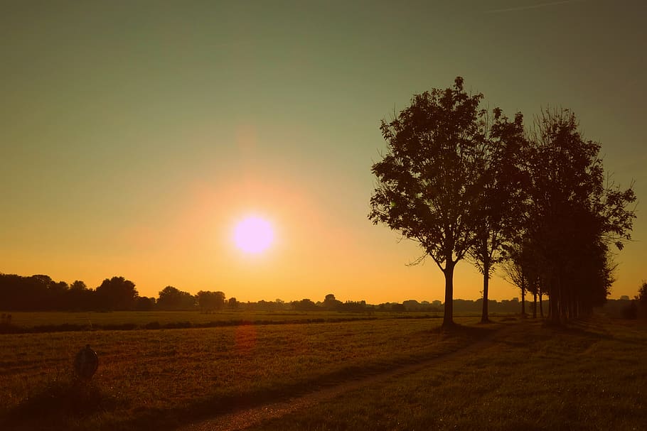backlit, dawn, dusk, field, golden hour, grass, grass field HD wallpaper