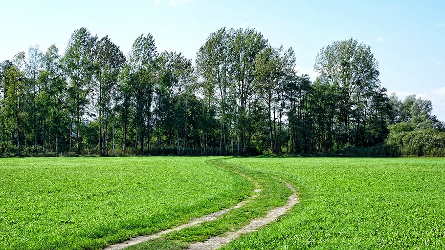 Away, Forest, Landscape, Nature, lane, landscape way, field HD wallpaper