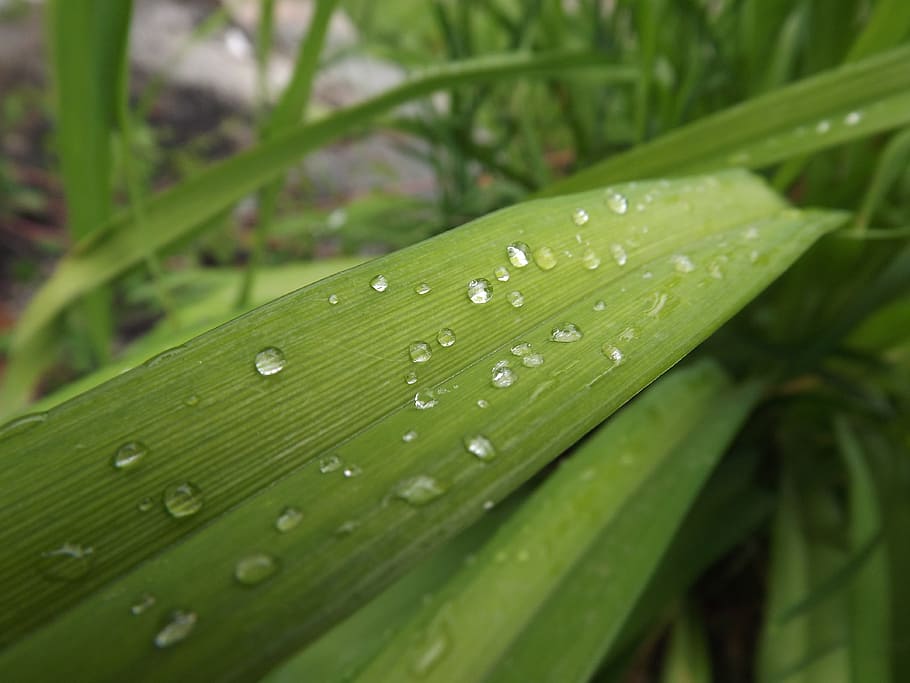 Dew, Flower, Nature, green color, drop, leaf, wet, growth, plant HD wallpaper
