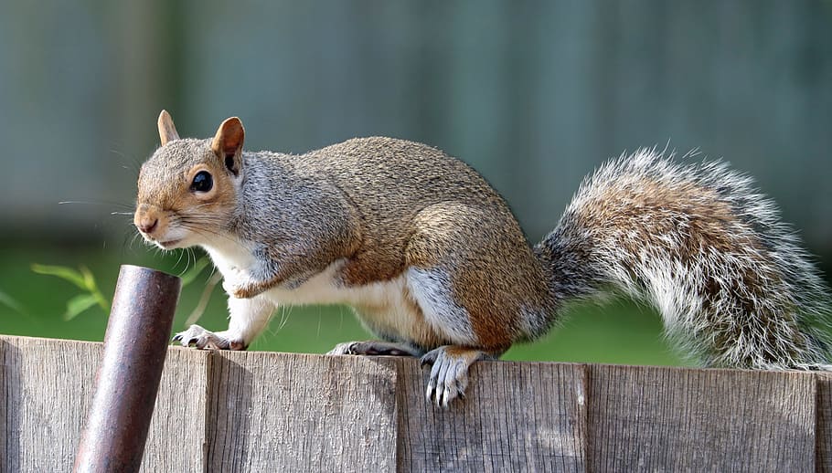 brown squirrel on top of brown wooden fence, grey, fur, cute HD wallpaper
