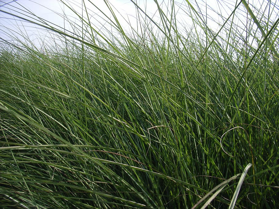 grass, rush, green, meadow, nature, blades of grass, pasture HD wallpaper