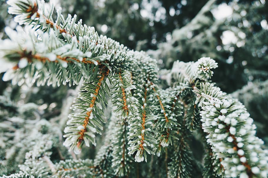 shallow focus photography of green leaf with snow, tree, frost HD wallpaper