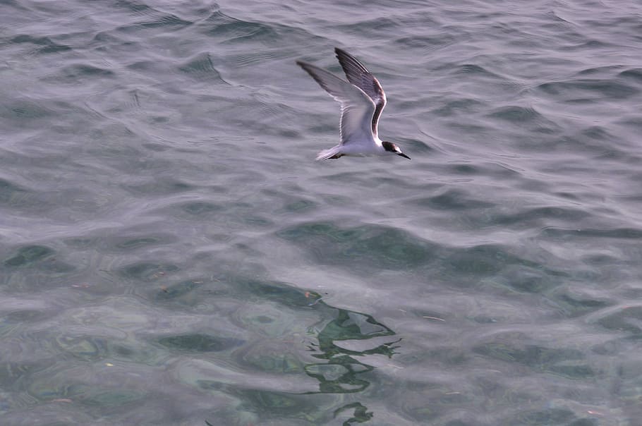 flying, sea, ave, bird, is, flight, animal wildlife, animals in the wild HD wallpaper