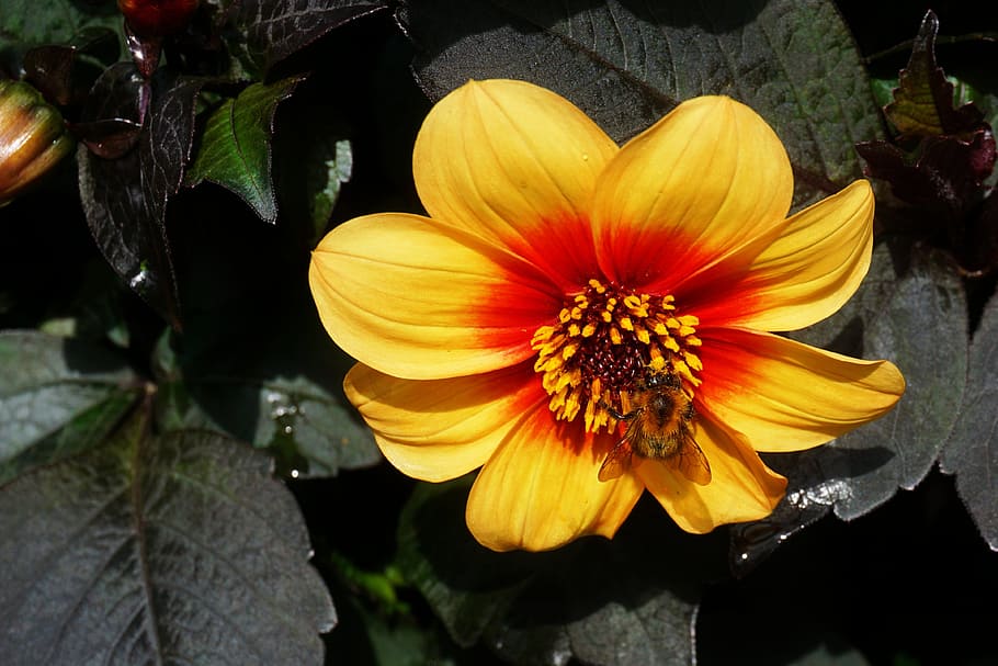 blossom, bloom, bee, insect, flower, close, nature, spring HD wallpaper