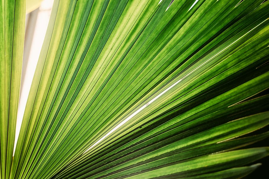 untitled, closeup, photo, green leaf, nature, green Color, palm Tree HD wallpaper