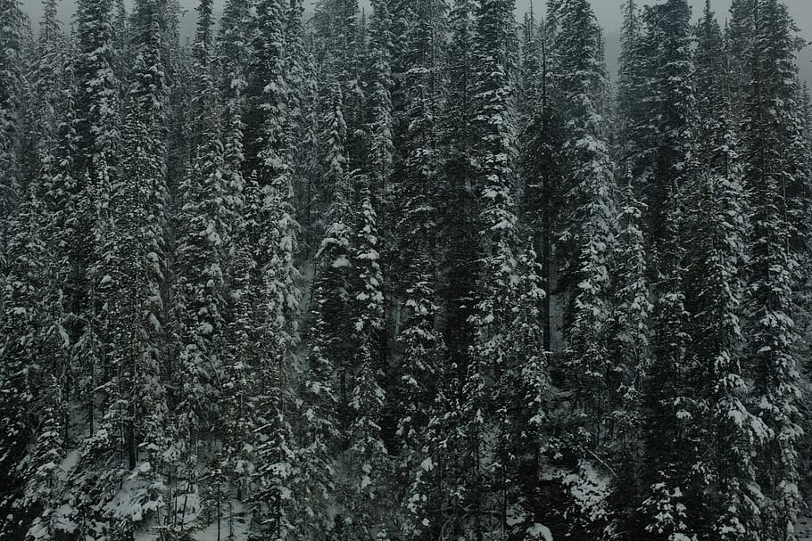 snow-covered pine tree at daytime, pine trees forest, winter HD wallpaper