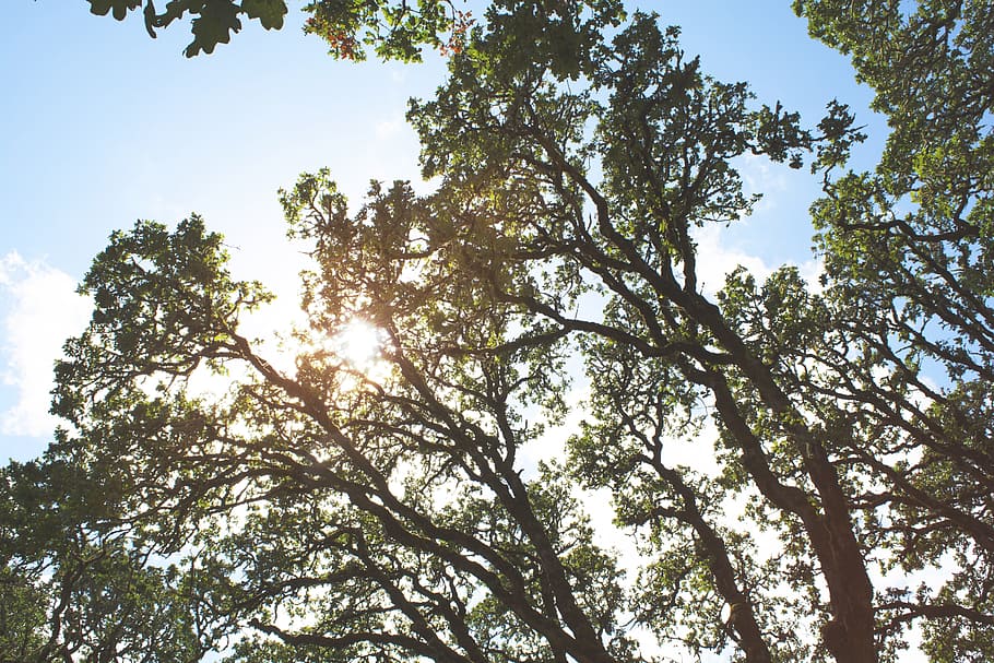trees, branches, leaves, sunshine, summer, blue, sky, plant HD wallpaper