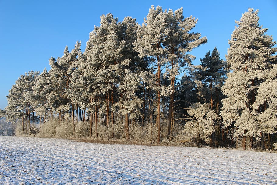 frost, forest, landscape, trees, cold, winter, icy, nature HD wallpaper