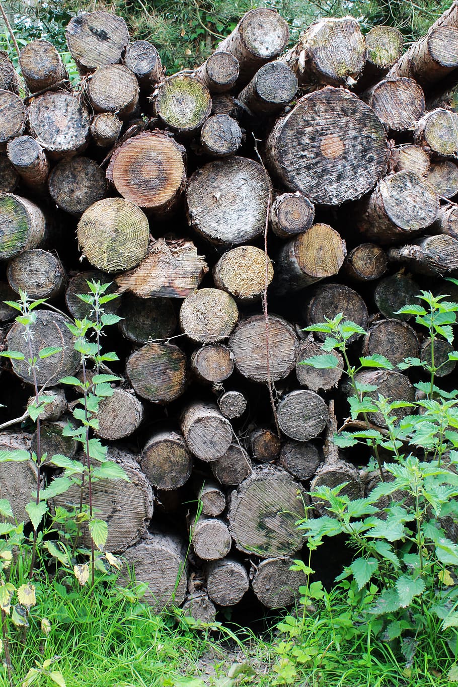 Forest, Grass, Logs, Nature, Outdoors, pattern, trees, wood HD wallpaper