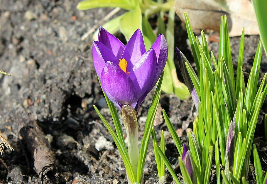 selective focus photo of purple crocus flower in bloom, krokus HD wallpaper