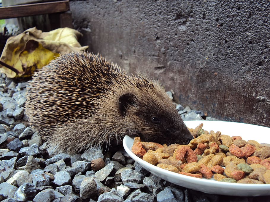 black hedgehog eating food on plate, Kibble, Pebble, Beast, animal, HD wallpaper