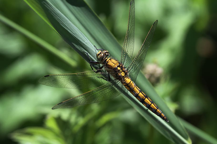 dragonfly, insect, animal, nature, predatory insect, water HD wallpaper