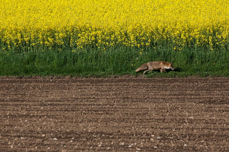 fuchs, red fox, vulpes vulpes, reddish, brown, wild animal HD wallpaper