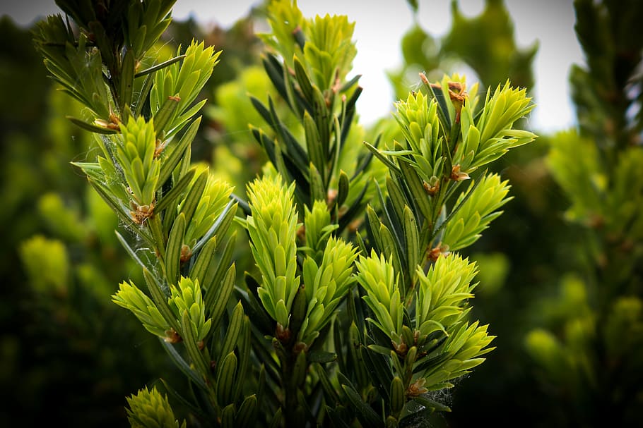 green, nature, bush, leaf, landscape, branch, tree, plant, green tree HD wallpaper