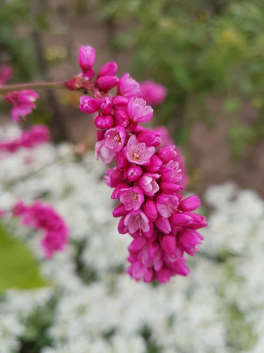 background, beauty, bloom, blooming, bright, closeup, color HD wallpaper