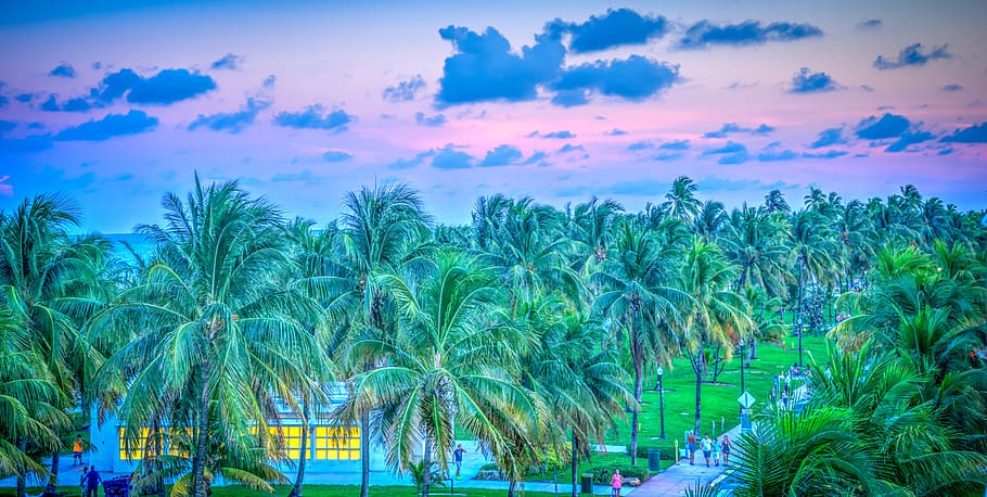 miami sunset palm trees