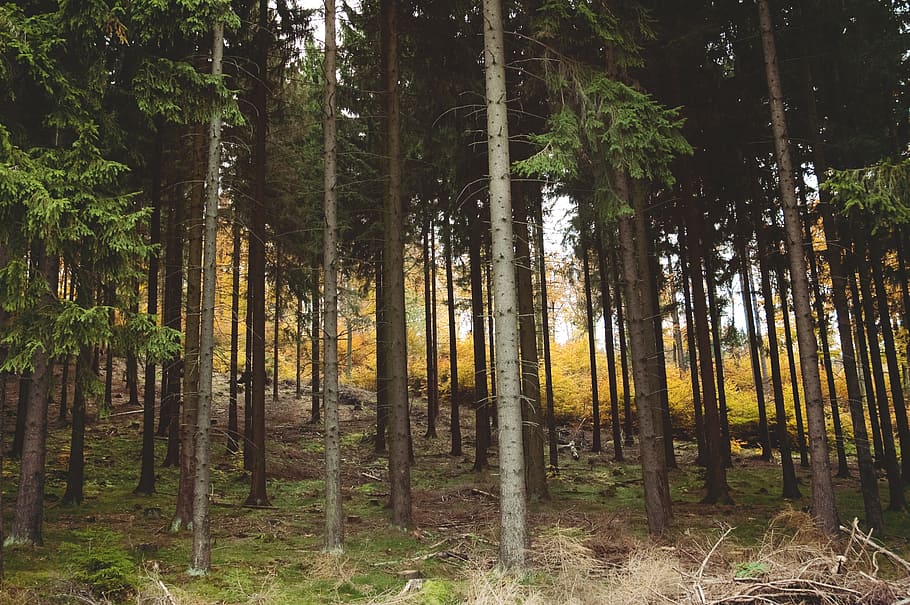 forest during daytime, woods, wild, wilderness, aspen, birch, HD wallpaper