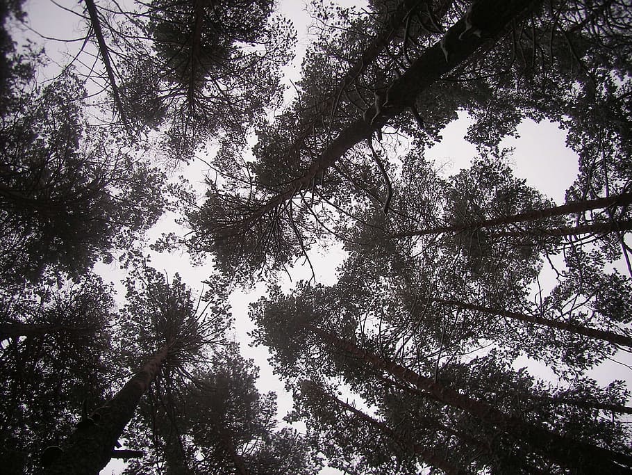 forest, sky, winter, tree, plant, low angle view, growth, tranquility HD wallpaper