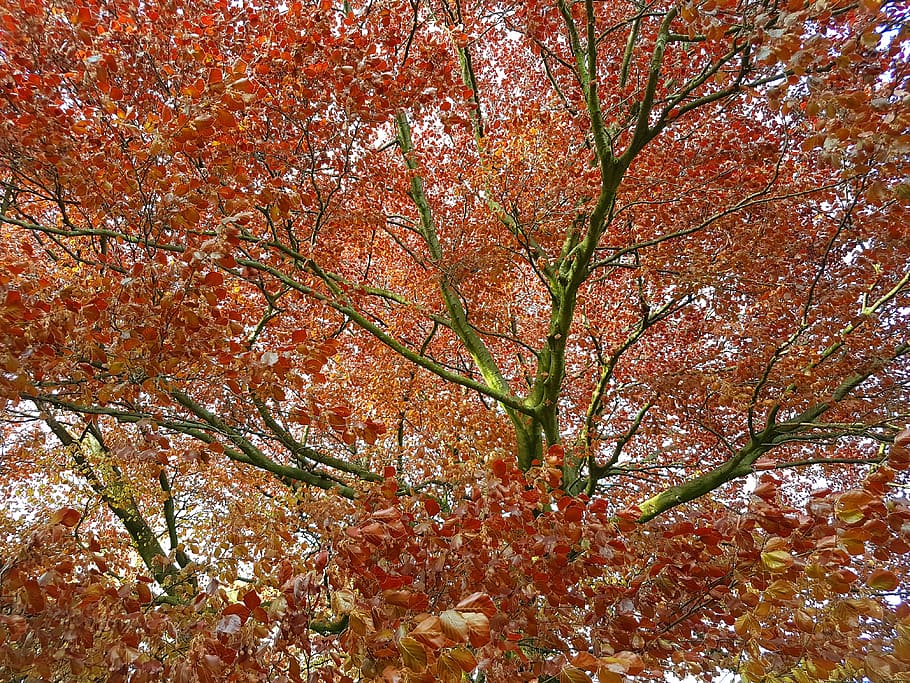 tree, red leaves, spring, autumn, fall, nature, leaf, plant HD wallpaper