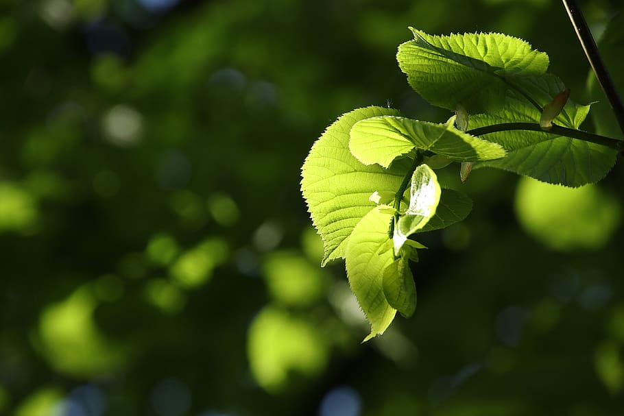 leaf, green, spring, foliage, closeup, growth, plant, beauty in nature HD wallpaper