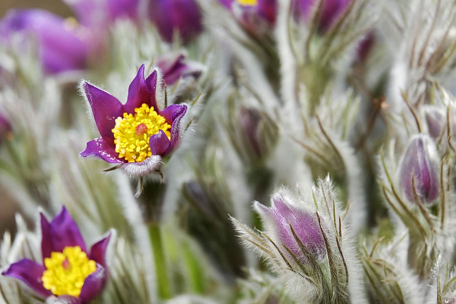 purple and yellow flowers, pasque flower, pulsatilla patens, blossom