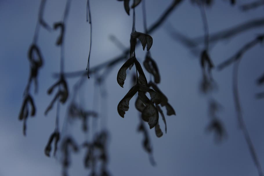 maple, leaves maple seeds, winter, old, nature, sky, grey, ghostly HD wallpaper