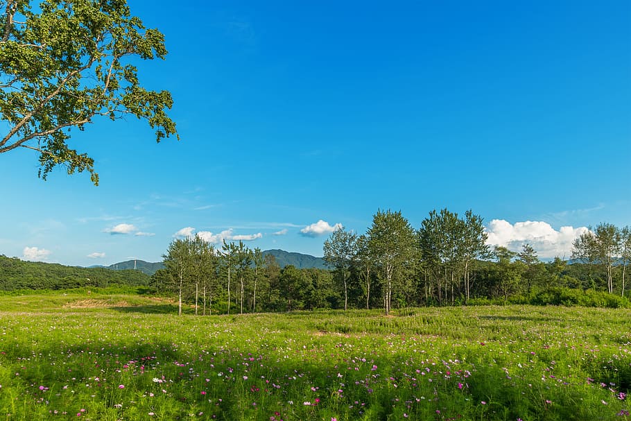 green leafed trees under clear blue sky, korea, gangwon do, iron garden, HD wallpaper