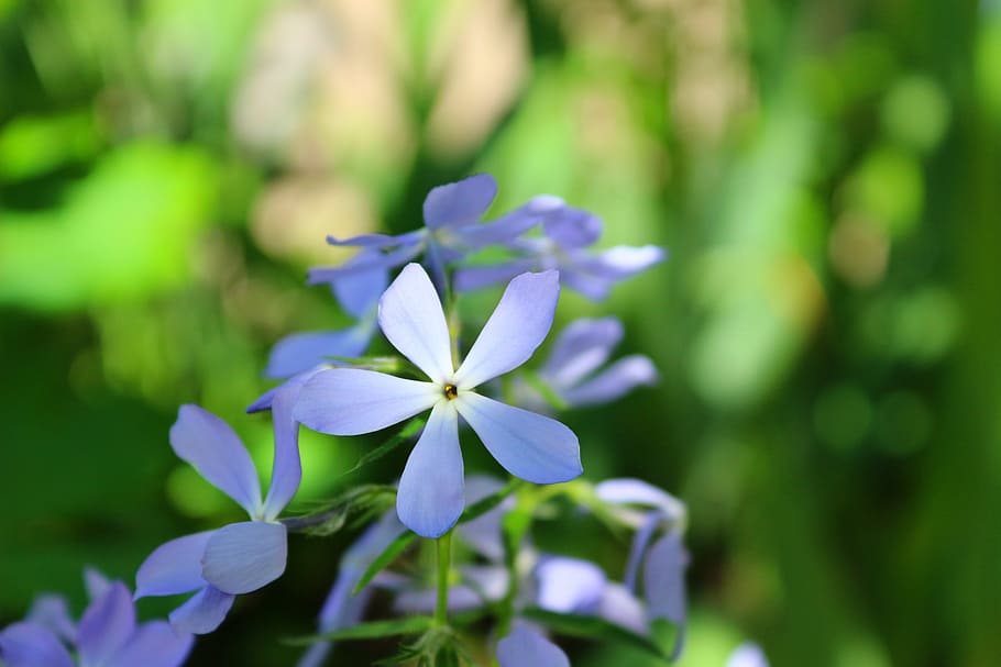 flowers, soft, spring, green, blue, nature, plant, fresh, bloom HD wallpaper