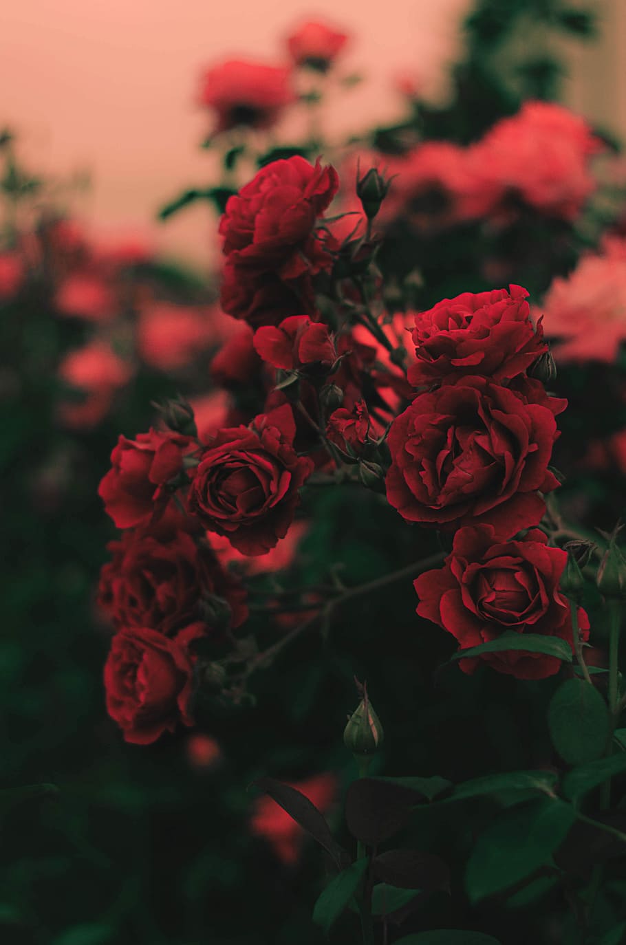 shallow focus photography of red roses, shallow focus photography of red flowers, HD wallpaper