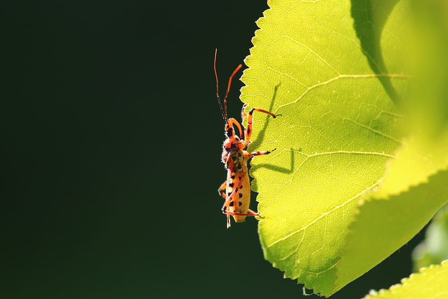 insect, leaves, simple, invertebrate, animal themes, animal wildlife HD wallpaper
