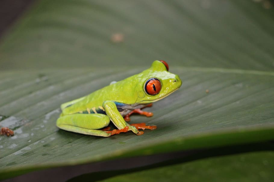 red-eye frog, red-eyed tree frog, red eye, eyes, red eyes, agalychnis callidryas