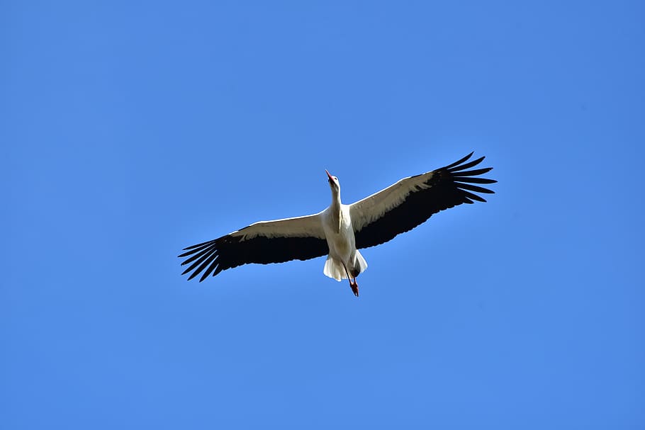 stork, sky, fly, black white, bill, rattle stork, white stork HD wallpaper