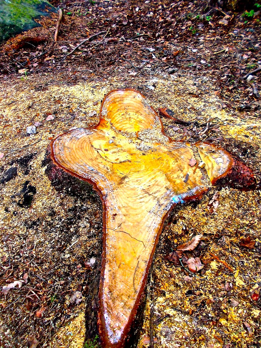 cross, stump, forest land, easter, no people, high angle view HD wallpaper