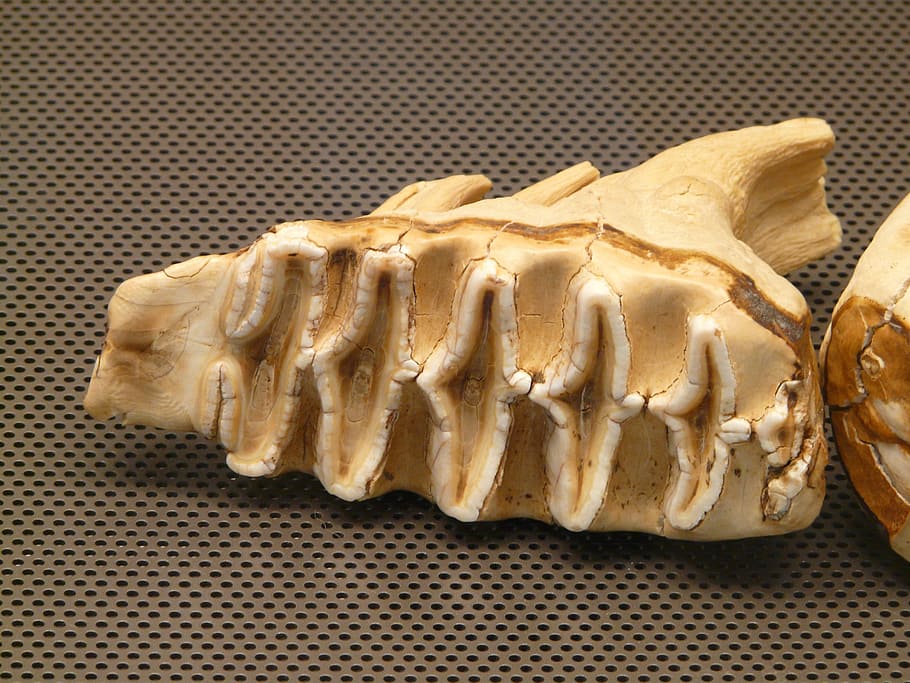 Tooth, Bone, Skeleton, elefantenzahn, teeth, backgrounds, close-up HD wallpaper