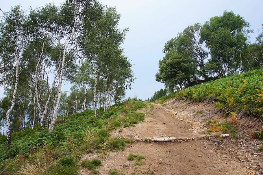 birch, forest, away, fern, mountain, trees, alpine, summer HD wallpaper