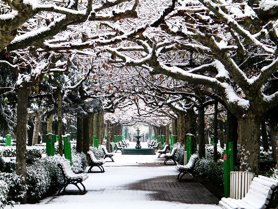 trees covered with snows near bench, brown trees with snow beside gray steel benches on gray concrete way HD wallpaper