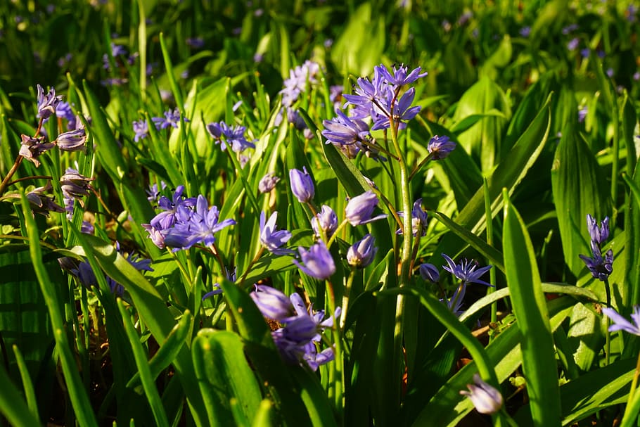 blue star, scilla, blossom, bloom, flower, spring, early bloomer, HD wallpaper