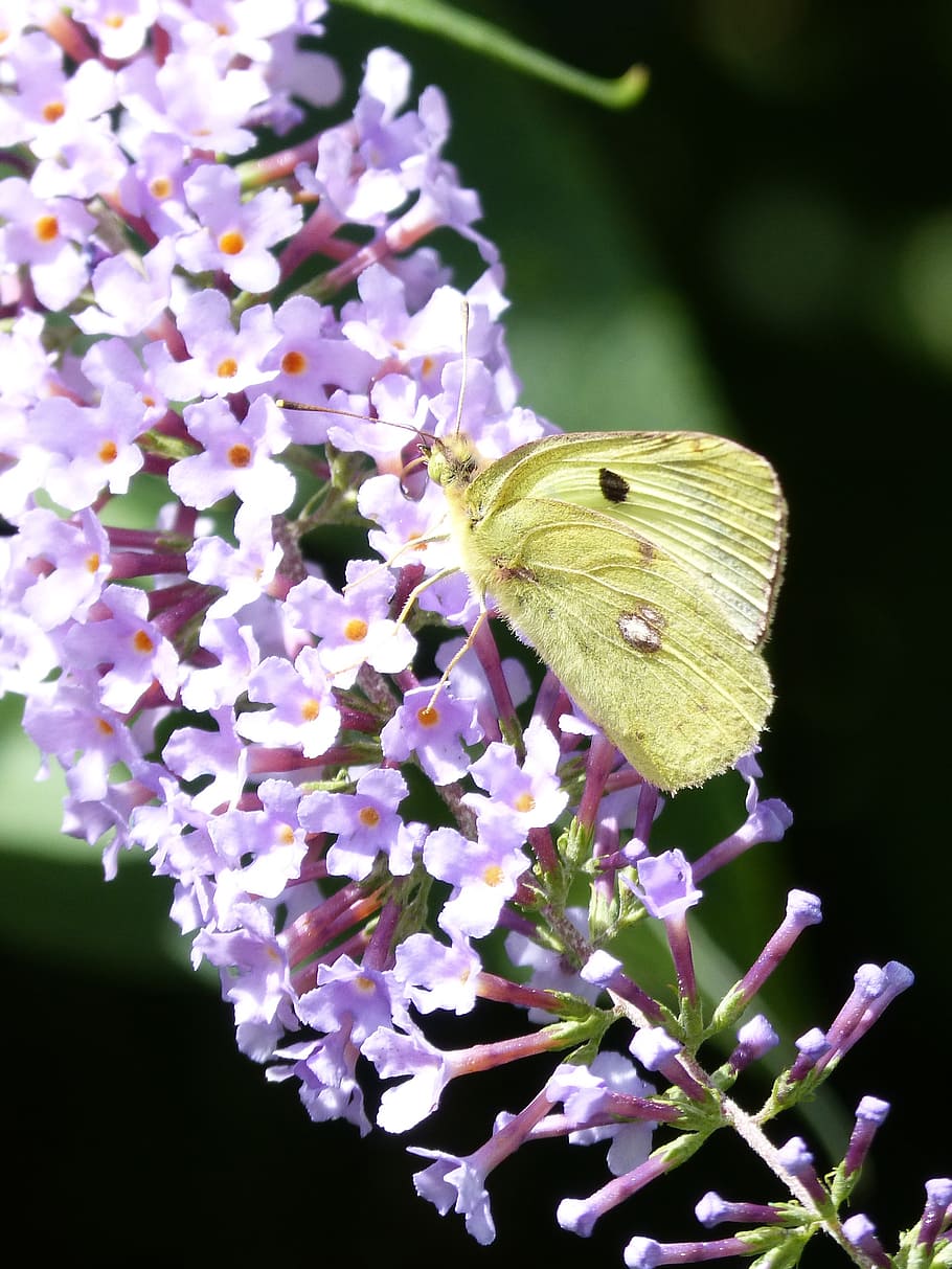 butterfly, flower, green, spring, beauty, insect, butterfly wings HD wallpaper