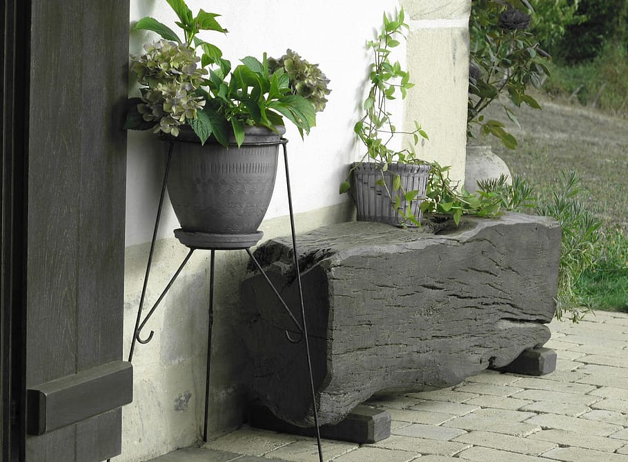 Trunk, Flowers, Grey, Green, Contrast, flowerpot, no people HD wallpaper