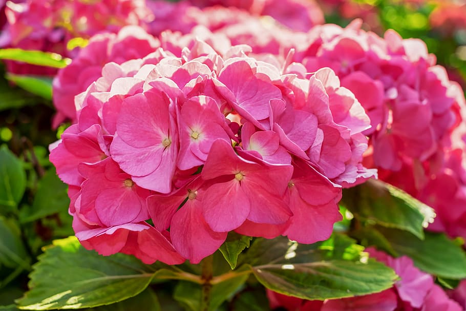 tilt shift lens photography of pink flowers, hydrangea, back light HD wallpaper